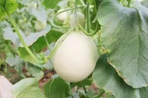 阳春网红吃瓜事件,揭秘网络舆论背后的真相与争议  第3张